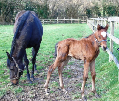 2020 filly by Frankel